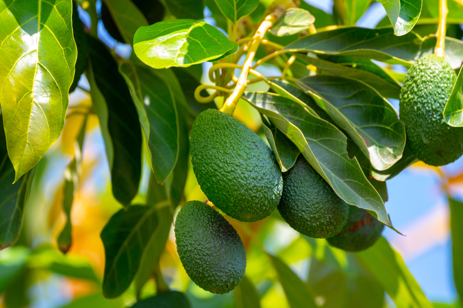 Los Angeles Urban Foraging for Fruits